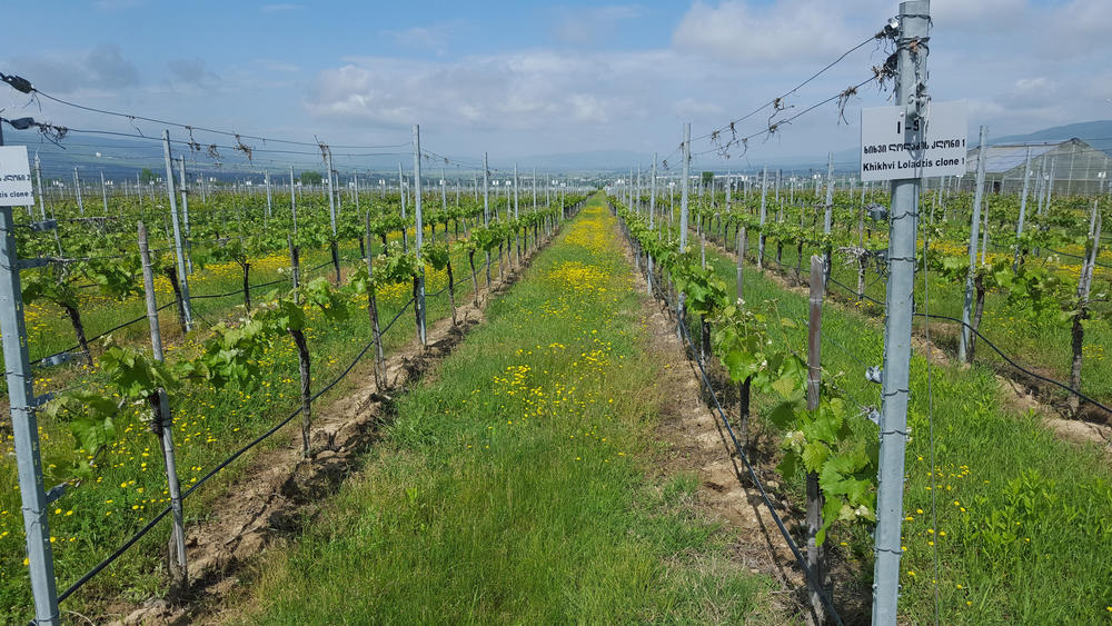 Why one L.A. wine expert has Georgia on his mind. The country, that is… geotv.ge
